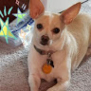 Meet your Posher, Gizmo